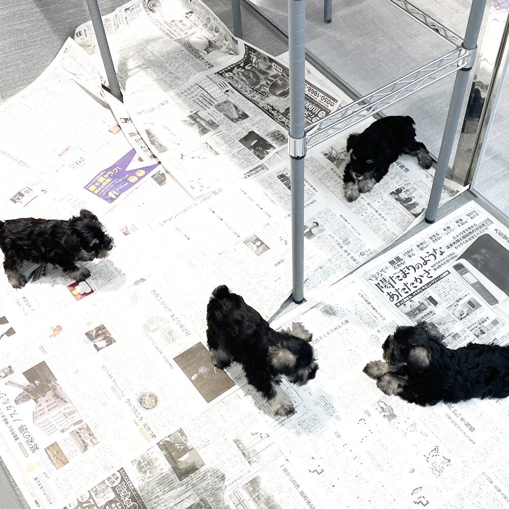 ２年生が子犬のお世話☆